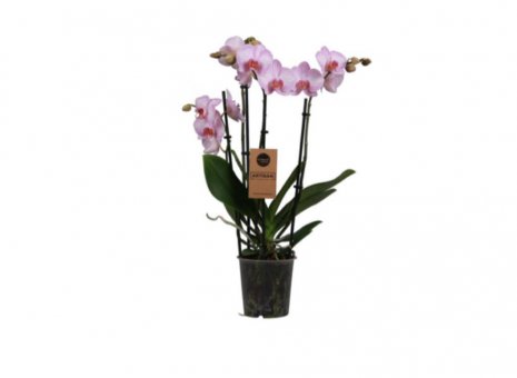 Phalaenopsis