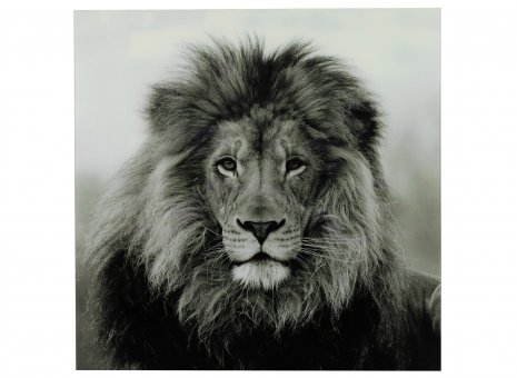 Schilderij leeuw