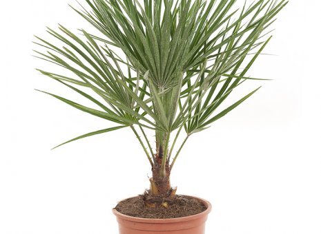 Chamaerops Humilis