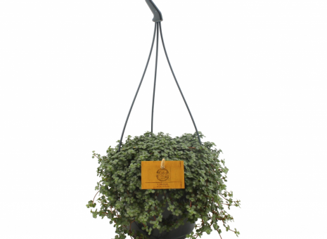 Pilea Glauca Chique