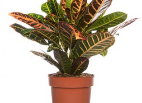 Codiaeum variegatum