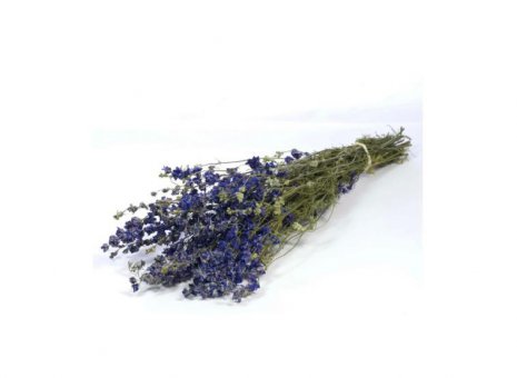 Delphinium