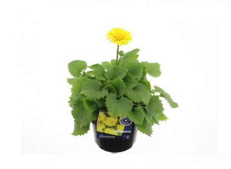 Doronicum orientale