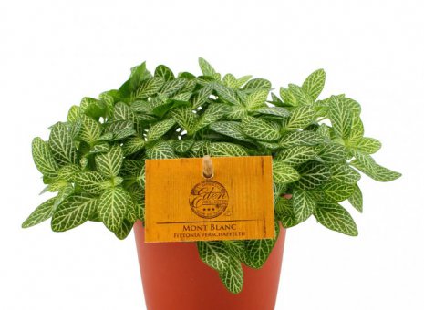 fittonia verschaffeltii