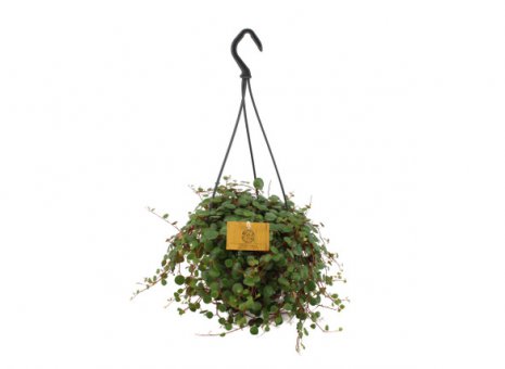 Peperomia Pepperspot Green Coins