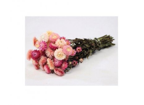 Helichrysum
