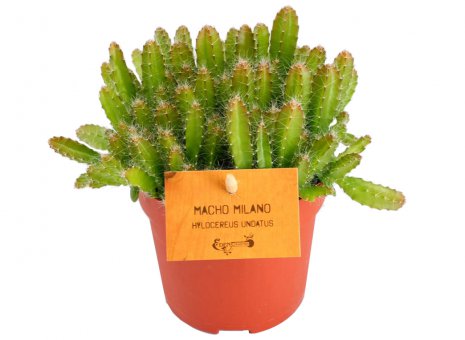 Hylocereus undatus