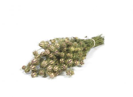 Nigella