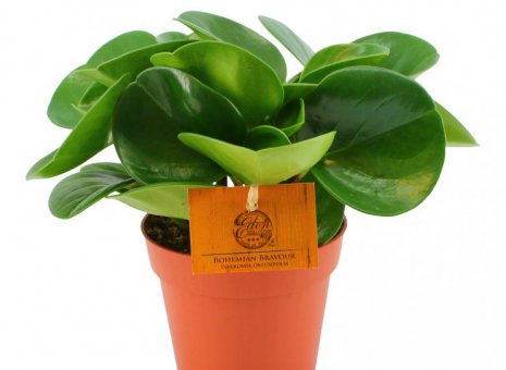 Peperomia obtusifolia