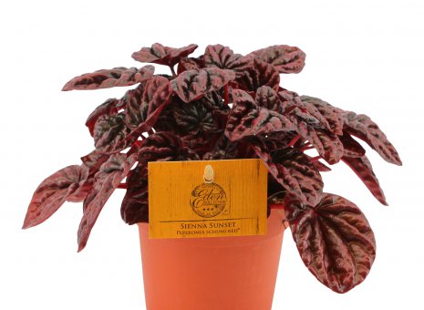 Peperomia schumi red