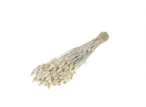 Phalaris