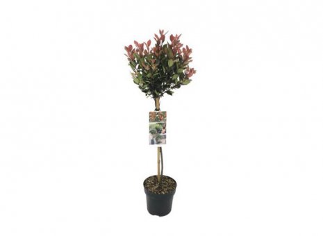 Photinia Fraseri little red robin