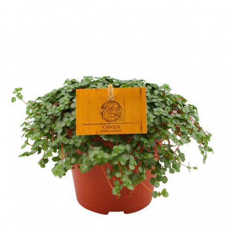 Chique Pilea Glauca