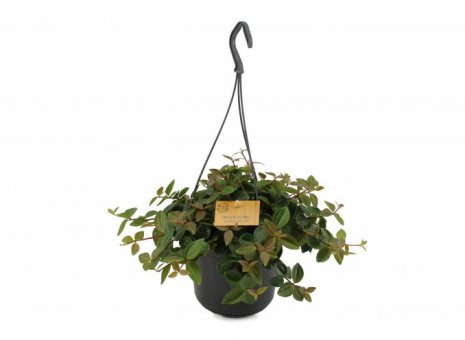 Peperomia Angulata Rocca Scuro