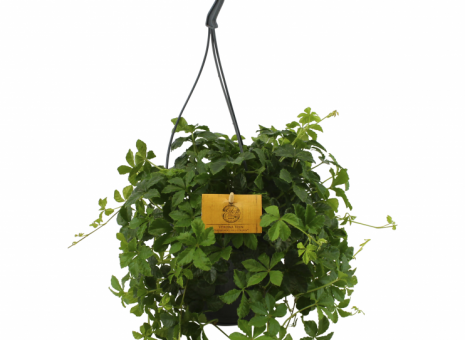 Parthenocissus Striata Verona Vein