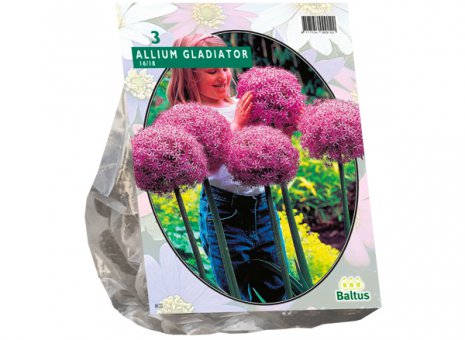 Allium gladiator 
