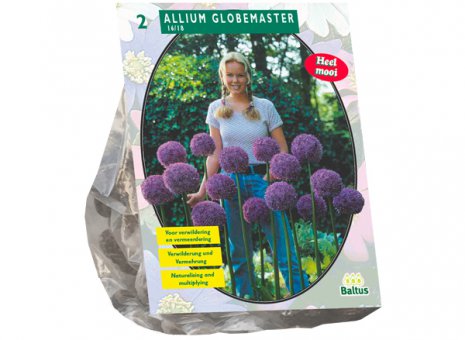Allium globmaster
