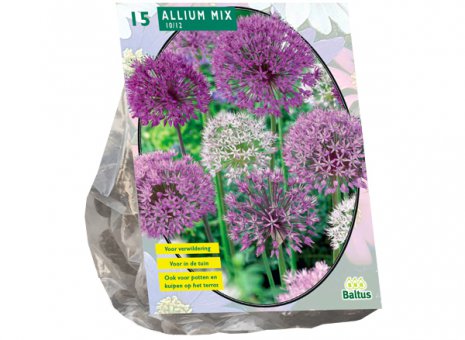 Allium mixed