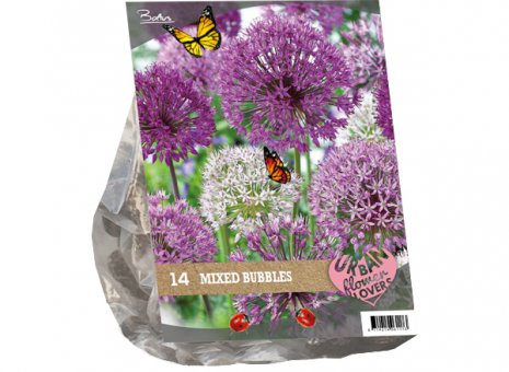 Allium mixed bubbels 