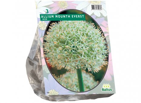 Allium mount everest 