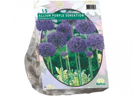 Allium purple sensation