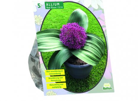 Allium red giant