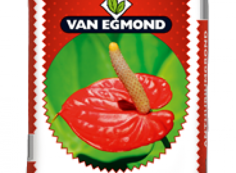 Potgrond Anthurium