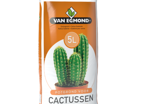 Potgrond cactus