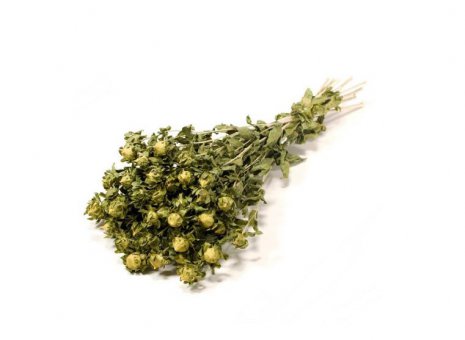 Carthamus