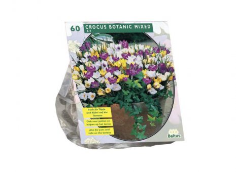 Crocus botanic mixed