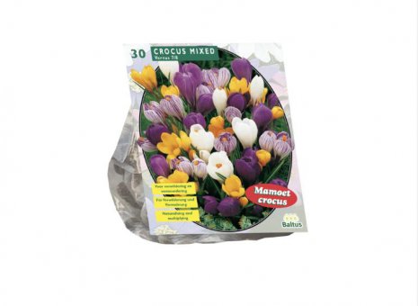 Crocus mixed 