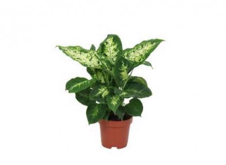 deffenbachia