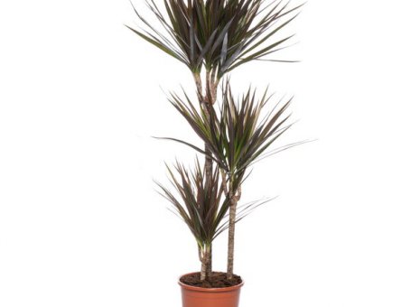 Dracaena marginata 