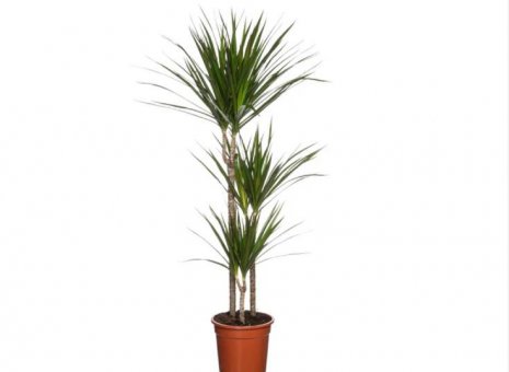 Dracaena 