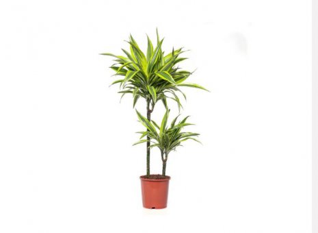 Dracaena fragrans