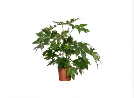 Fatsia