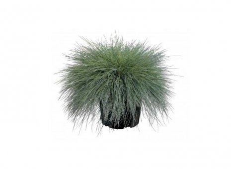 festuca glauca ( intens blue )