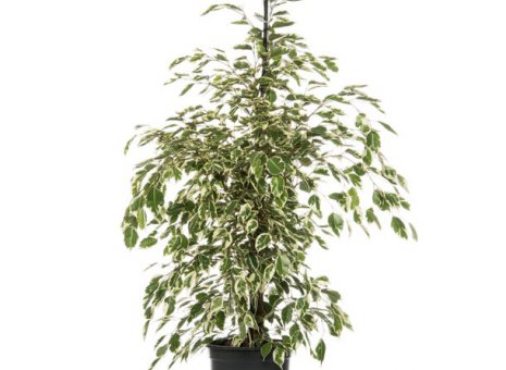 ficus benjamina twilight