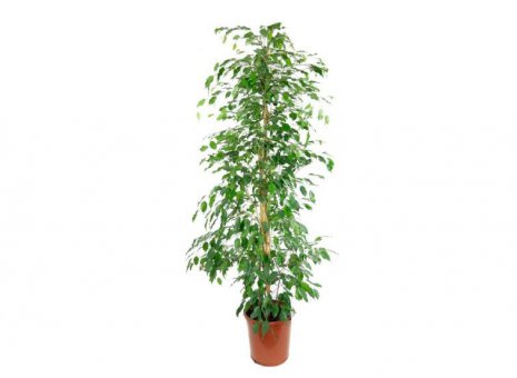 Ficus Benjamina