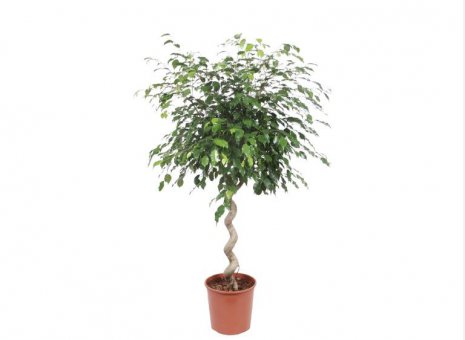 ficus exotica