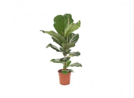 ficus lyrata