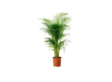 Goudpalm