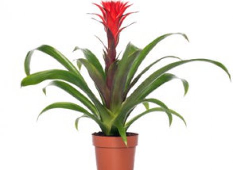 Guzmania 