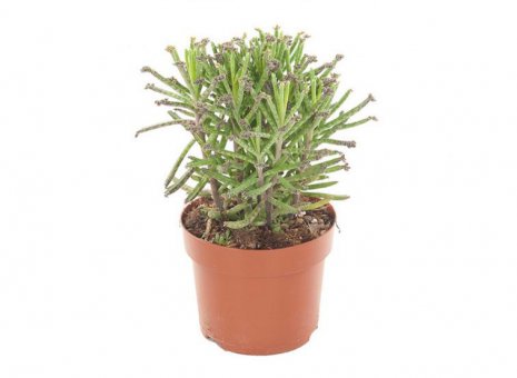 kalanchoé Tubiflora