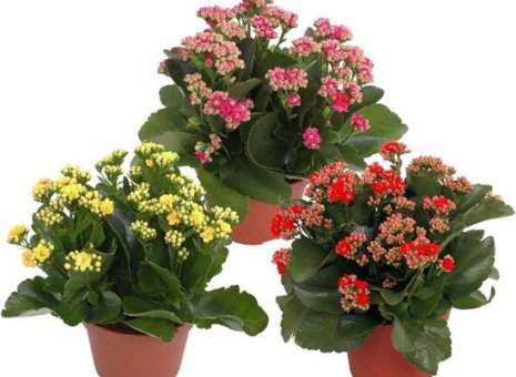 Kalanchoë