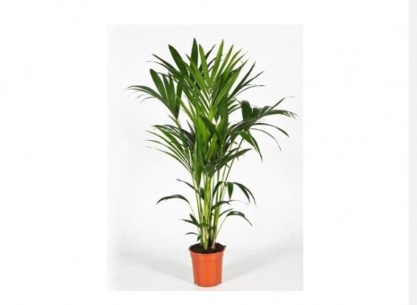 Kentia palm