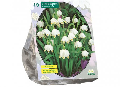 Leucojum 