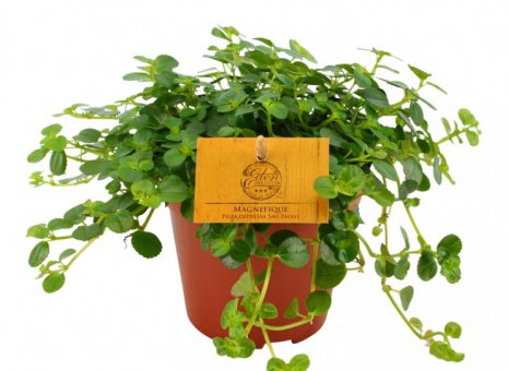 Pilea Depressa Sao Paulo Magnefique