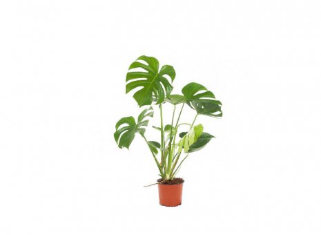 Monstera deliciosa