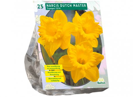Narcis Dutch master
